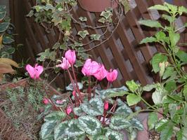 FinePix F410